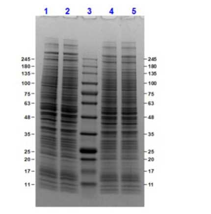 SDS-PAGE results of Doxorubicin Stimulated HeLa Whole Cell Lysate.<br />Lane 1: HeLa Whole Cell Lysate [10 μg] Reduced.<br />Lane 2: HeLa Whole Cell Lysate-Doxorubicin Stimulated [10 μg] Reduced.<br />Lane 3: Opal Prestained Molecular Weight Marker.<br />Lane 4: HeLa Whole Cell Lysate [10 μg] Non-Reduced.<br />Lane 5: HeLa Whole Cell Lysate-Doxorubicin Stimulated [10 μg] Non-Reduced.<br />4-20% Gel, Coomassie Stained.